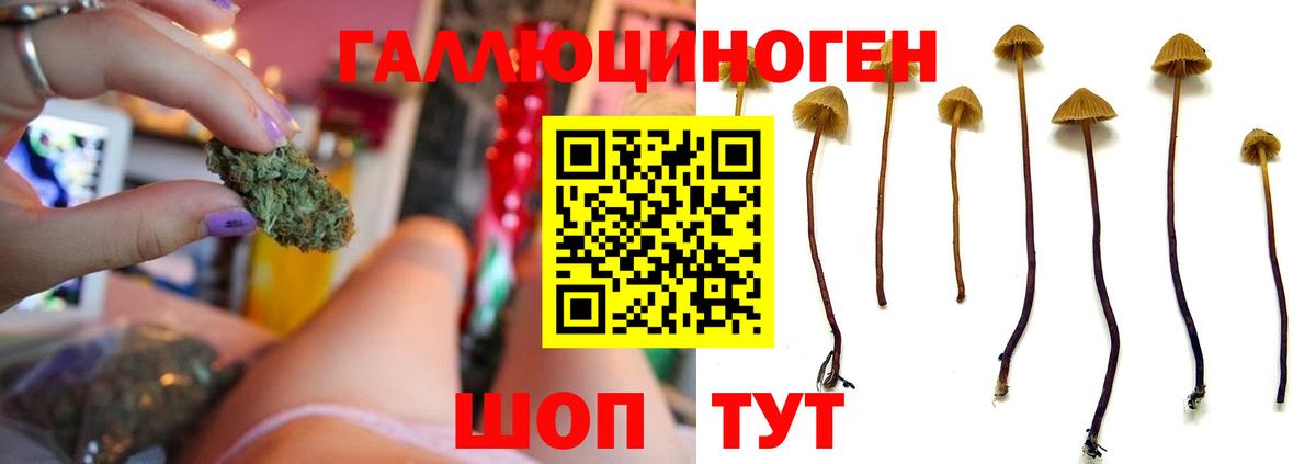 Галлюциногенные грибы Psilocybe Ялта